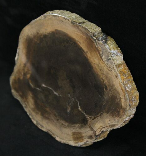 Petrified Wood Slab - Sweethome, Oregon #25882